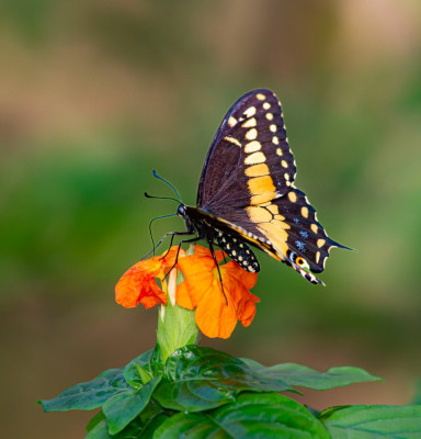 ALB_7497-Butterfly, Bee & Dragonfly.JPG