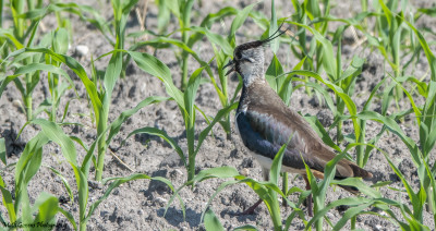 Kievit  17 juni '21 Maasduinen/Arcen