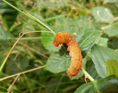 Vuursteenvlinder (Habrosyne pyritoides) september 2016.jpg