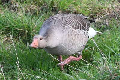 Grauwe gans ♂