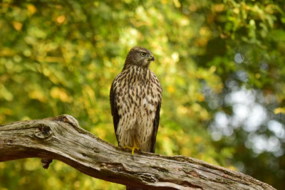 Havik  Northern Goshawk, Accipiter gentilus - Sperwerachtigen (Accipitridae).JPG