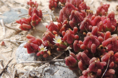 Mesembryanthemum nodiflorum