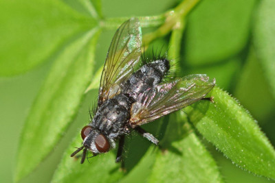 Phorocera obscura