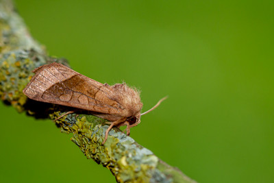 aardappelstengelboorder - Hydraecia micacea.JPG