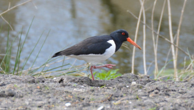 Scholekster - Haematopus ostralegus - Capelle aan den IJssel