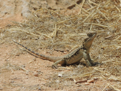 Cyprus-rotsagama