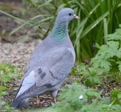 Holenduif - Columba oenas - Capelle aan den IJssel