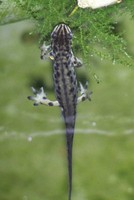 IMG_3445-2 Kleine watersalamander.JPG