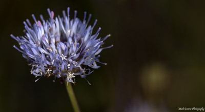 Zandblauwtje  Reindersmeer/Maasduinen 19 juni '2