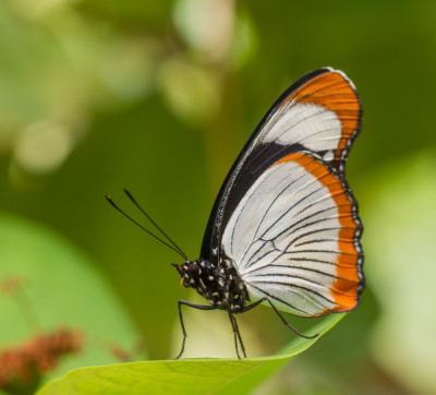 ADH_9822,  Hypolimnas usambara,  Butterflies Universal Sharing,  Vlinders en overige insecten.jpg