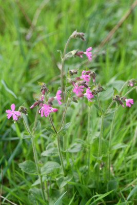 Dagkoekoeksbloem