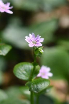 Roze winterpostelein