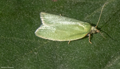 Groene eikenbladroller - Tortrix viridana  14 juni '21  Maasduinen/Arcen