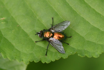 Groene sluipvlieg ♂