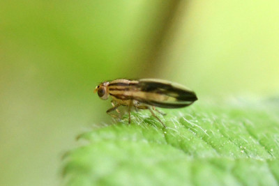 Peplomyza litura