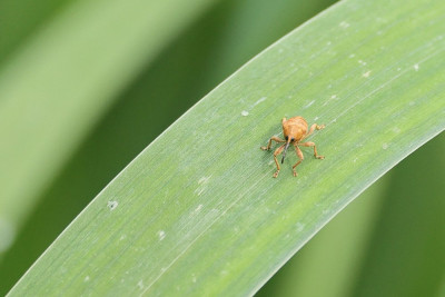 Curculio-031466.JPG