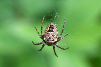 Maskerspinnetje