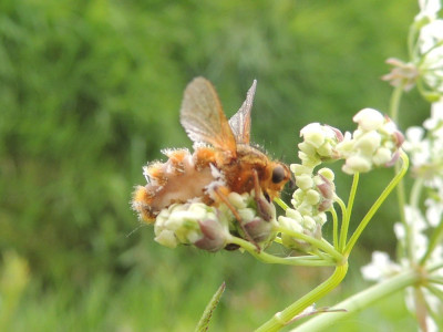 Entomophthora muscae