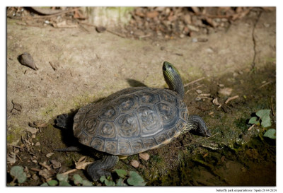 Chinese streepschildpad 240420-01 kopie.jpg