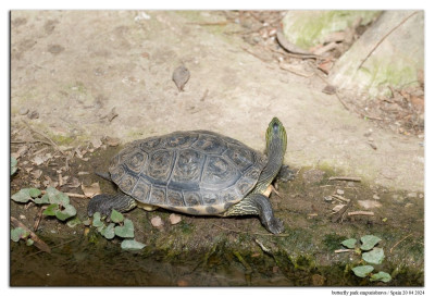 Chinese streepschildpad 240420-02 kopie.jpg