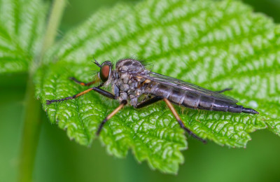 ALB_2205-Diptera   Insecten ~ waarnemingen en determinatie.jpg