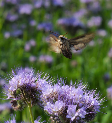 Op zoek naar nectar.