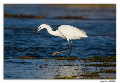 Kleine zilverreiger 240413-12 kopie.jpg