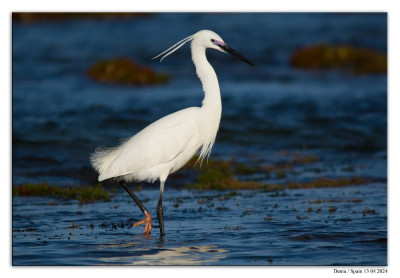 Kleine zilverreiger 240413-11 kopie.jpg