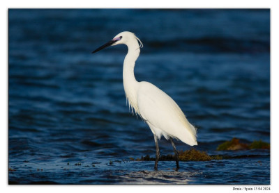 Kleine zilverreiger 240413-10 kopie.jpg