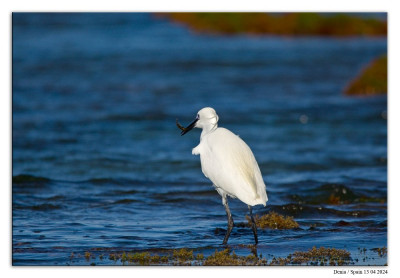 Kleine zilverreiger 240413-06 kopie.jpg