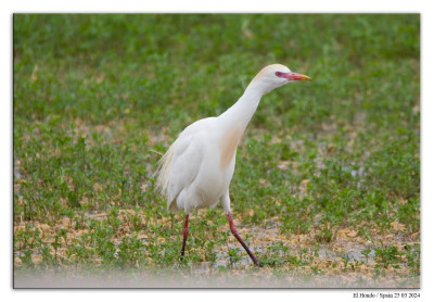 Koereiger 240325-08 kopie.jpg