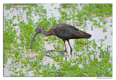 Zwarte ibis 240325-60 kopie.jpg