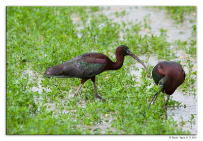 Zwarte ibis 240325-56 kopie.jpg