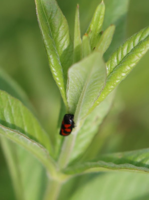 IMG_3160-2 Bloedcicade (Cercopis vulnerata).JPG