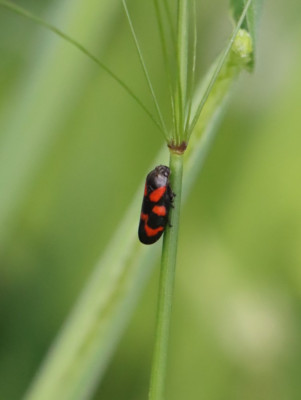 IMG_3096-2 Bloedcicade (Cercopis vulnerata).JPG