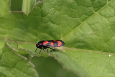 IMG_2817-2 Bloedcicade (Cercopis vulnerata).JPG