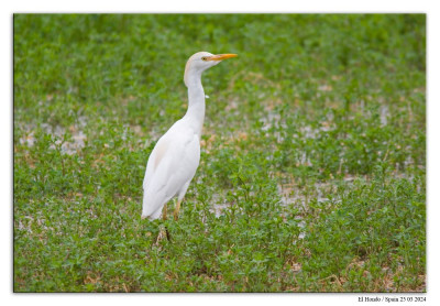 Koereiger 240325-03 kopie.jpg