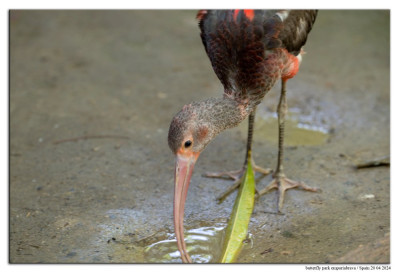Rode ibis 240420-65 kopie.jpg