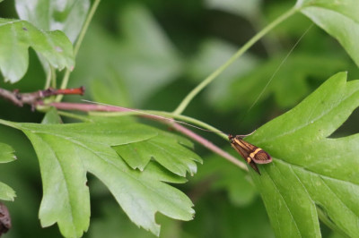 IMG_3185-2 Geelbandlangsprietmot (Nemophora degeerella).JPG