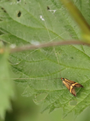 IMG_2929-2 Geelbandlangsprietmot (Nemophora degeerella).JPG