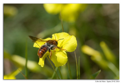 Rhodanthidium sticticum 240229-014 kopie.jpg