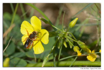 Rhodanthidium sticticum 240229-01 kopie.jpg