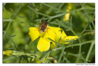 Rhodanthidium sticticum 240229-03 kopie.jpg