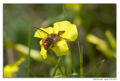 Rhodanthidium sticticum 240229-012 kopie.jpg