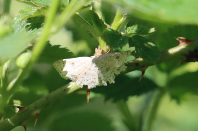 IMG_3920-2 Berkenoogspanner (Cyclophora albipunctata).JPG