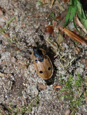 IMG_2767-2 Rupsenaaskever (Dendroxena quadrimaculata).JPG