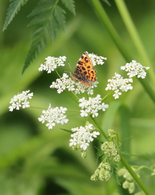 IMG_3041-2 Landkaartje (Araschnia levana).JPG