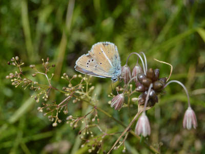 augustus 2018, locatie Les Haudères - Wallis - Zwitserland.