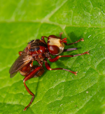 ALB_2867    Insecten,  Vlinders en overige insecten.jpg