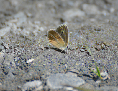 augustus 2019, locatie Ferret - Wallis - Zwitserland.